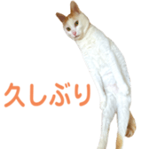 323435621