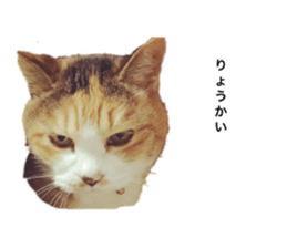 323483434