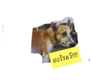 323491193