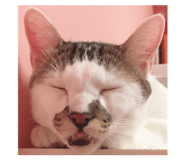 323500855