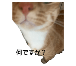 323533123