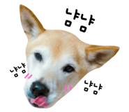 32363618