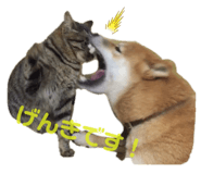323679295