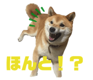 323679304