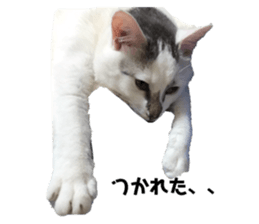 324833411