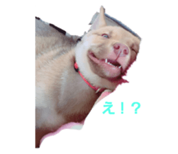 325055271