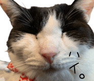 325508619