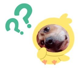 326441994