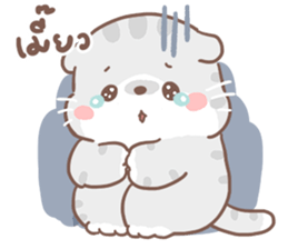 เหมียวขอ รูปที่ 15