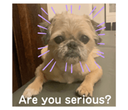 327729862