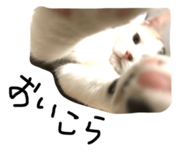 32917371