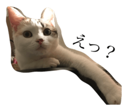 32917378