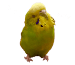 329284326