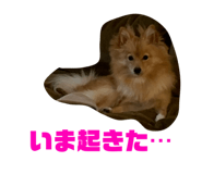 329532513
