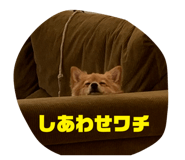 329532518