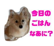 329532520