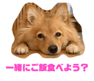 329532526