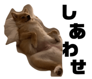 329532530