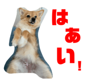 329532531