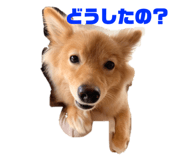 329532533