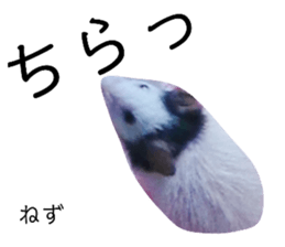 330556655