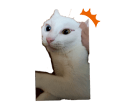 331573520