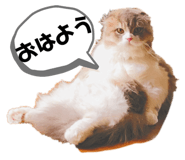 332368273