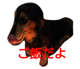 33237335