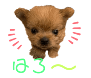 332835292
