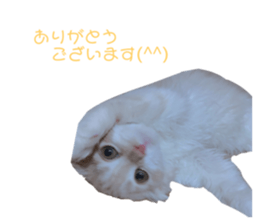 333022931