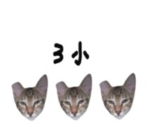 33314223