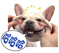 33332316