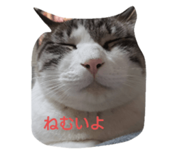 333449953