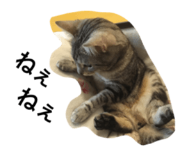 33350319