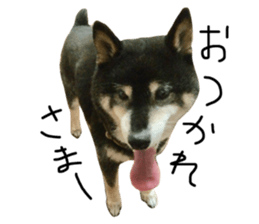 33352923
