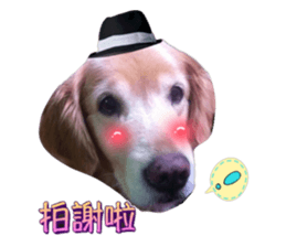 33355687