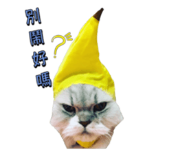 33355697