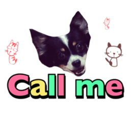 33355704