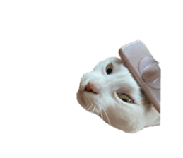 333625624