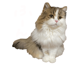 333700041