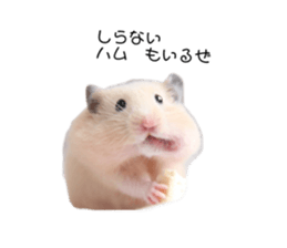 333700139