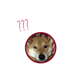 333721052