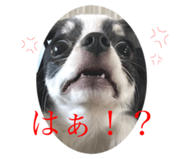333739962
