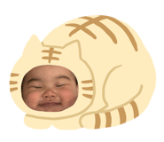 334065525