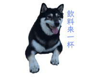 334438687