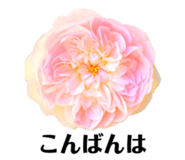 335202297