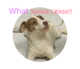 33589956