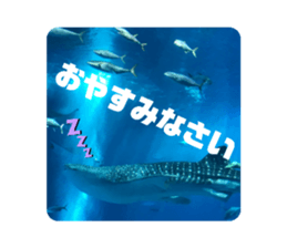 335994996