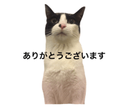 33600460