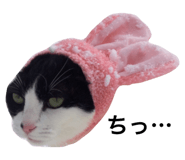 33600461